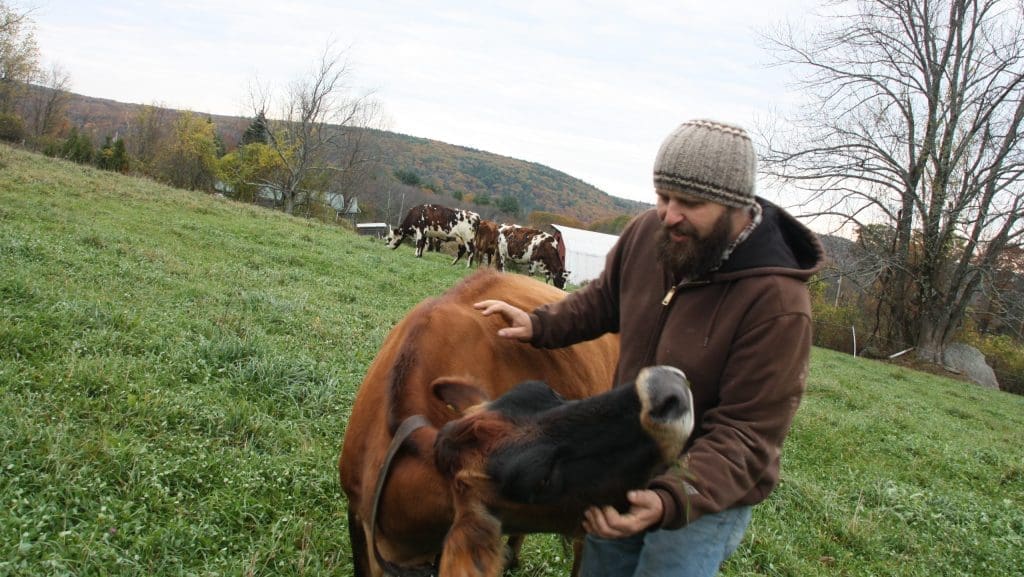 Farmer with a cow at Chase Hill Farm in Massachusetts