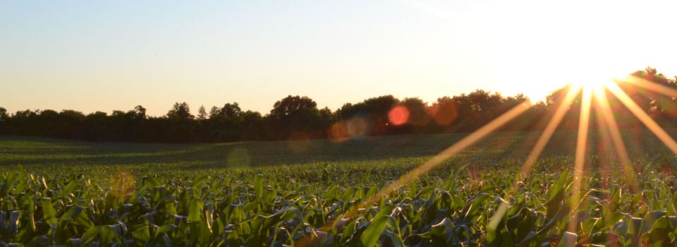 Homepage-slider-cornfield-sunset