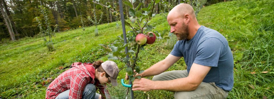 Get access to farmland Homepage-slider-farming-couple-apple-tree960x350