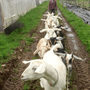 Farmer follows behind a herd of goats.